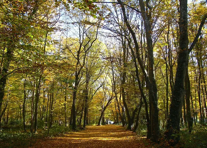 Frühstückspension Chateau De Montabert Montaulin